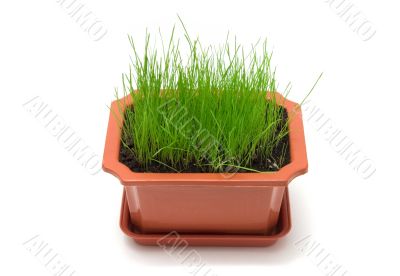 grass in the pot