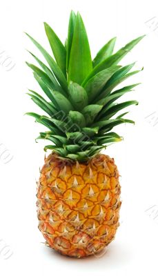 pineapple 6