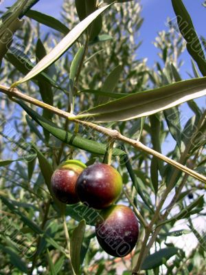 Olives of the South zone of Portugal