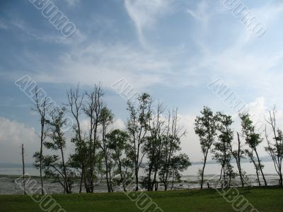 Trees along the beach