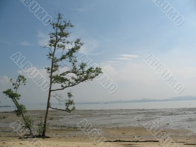 Lone Tree at the Beach