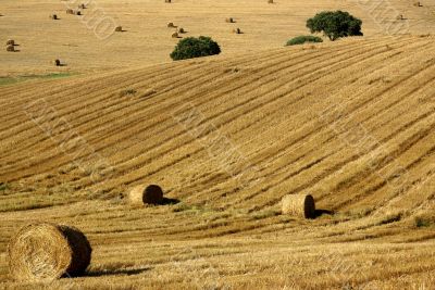 Hay bales in Alentejo