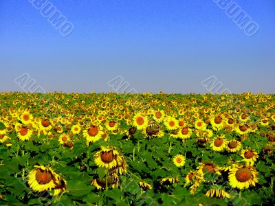 Field of sunflowers