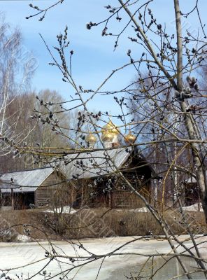 Russian spring. Pussy-willow