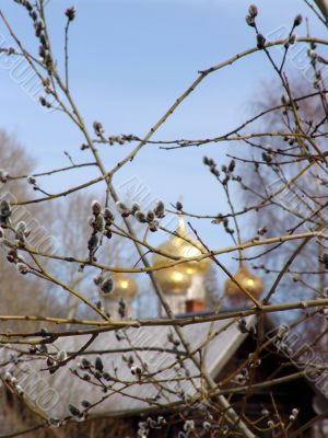 Russian spring. Pussy-willow