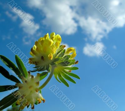 Flower of clover and sky