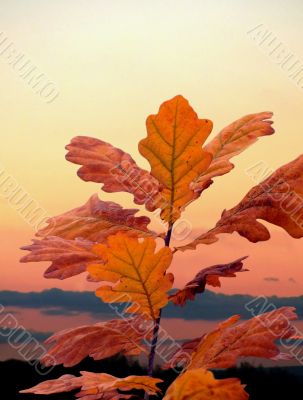 Oak leafs on sunset