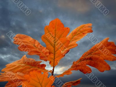 Leaves of oak