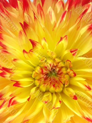 Sunny dahlia