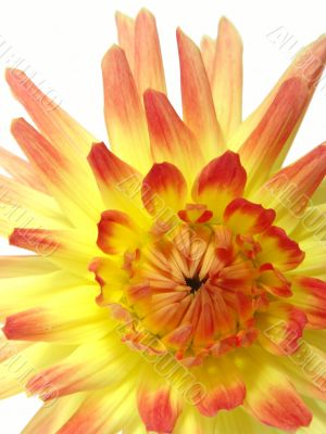 Sunny dahlia