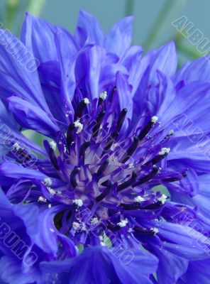 Blue cornflower