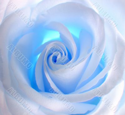 Soft white & blue rose
