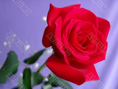 Red rose