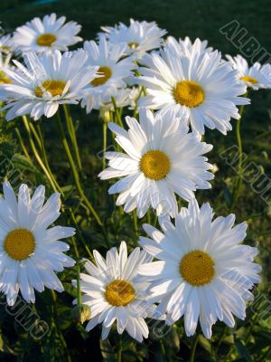Ox-eye daisy