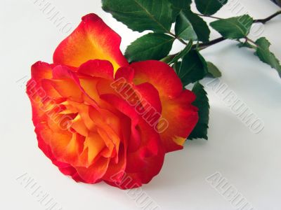 Orange rose