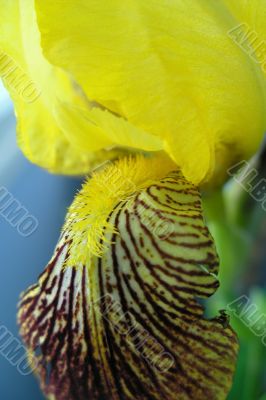 Flower Iris