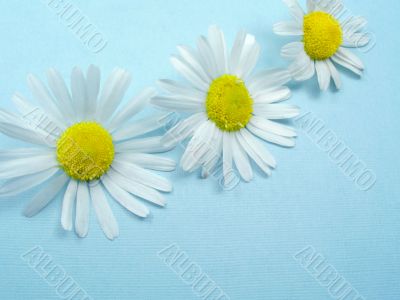 Flowers Ox-eye daisy