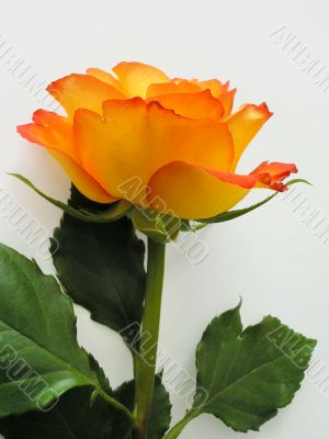 Orange rose