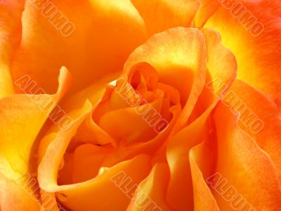 Orange rose