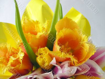 Yellow tulips