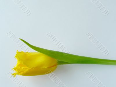 Yellow tulip