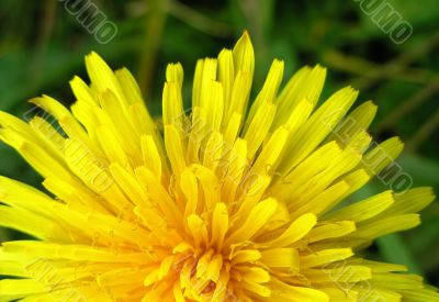 Yellow dandelion