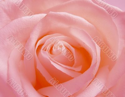 Pink rose