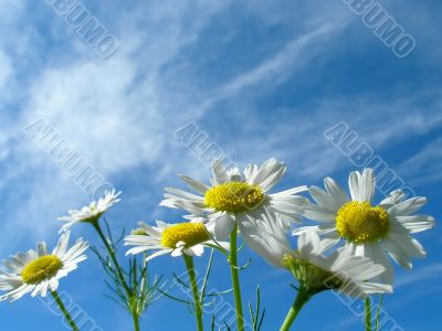 Ox-eye daisy and sky