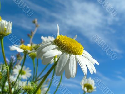 Ox-eye daisy and sky