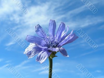 Blue flower