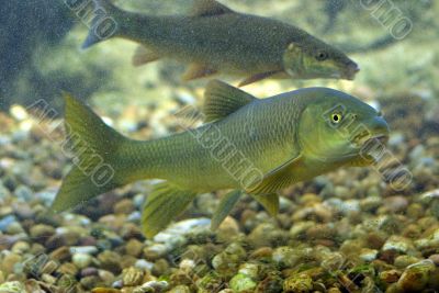 river fish living in Aquarium