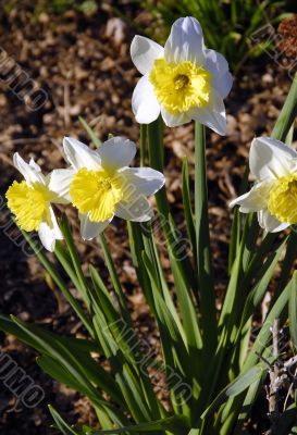 Daffodils