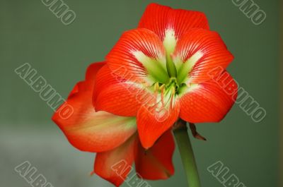 red flower