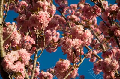 blooming tree