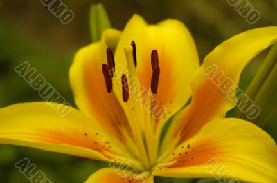 yellow flower
