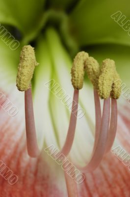 flower detail