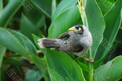 birdie