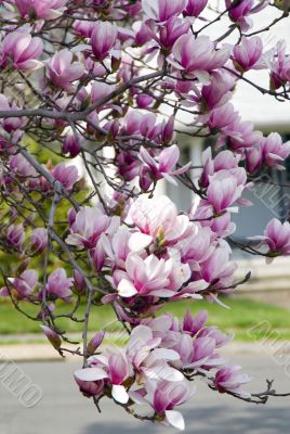 Cherry Blossoms