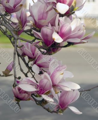 Cherry Blossoms