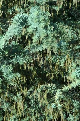 nature texture