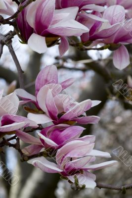 Cherry Blossoms