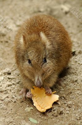 mousie