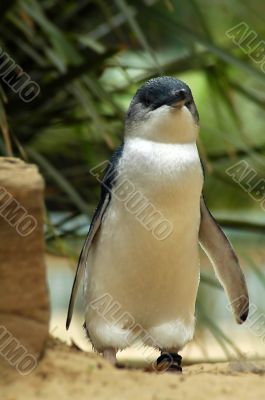 little pengui