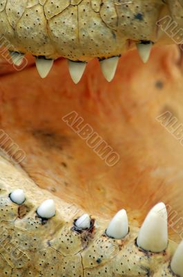 crock teeth