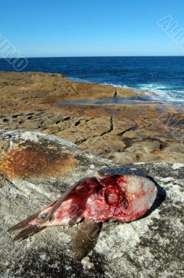 dead fish