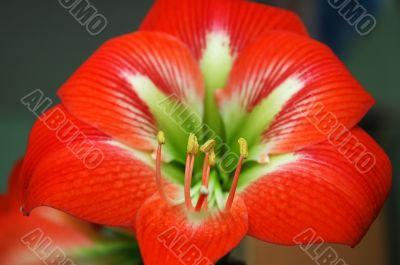 red flower detail