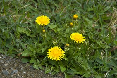 Dandellions