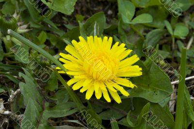 Dandellions