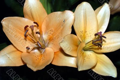 Yellow lily