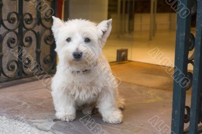 white little dog